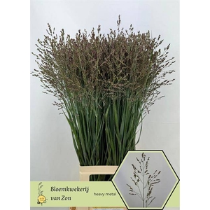 Panicum Heavy Metal Frank Zon