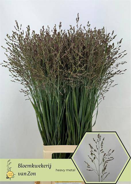 <h4>Panicum Heavy Metal Frank Zon</h4>