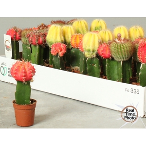 CACTUS GEM