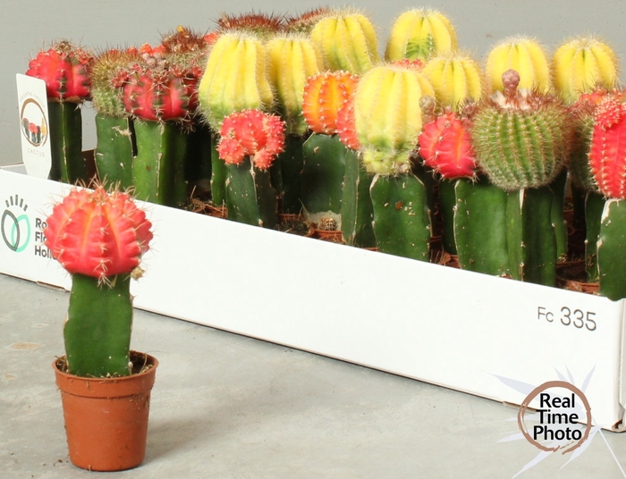 <h4>CACTUS GEM</h4>