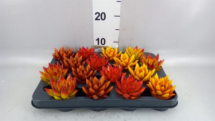 <h4>Echeveria  'Miranda'</h4>