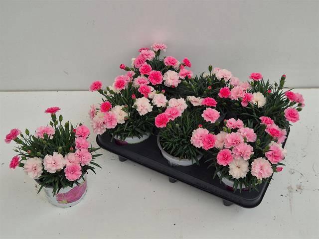 <h4>DIAN I LOVE U P12</h4>