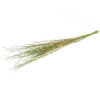 Dried flowers Mustard grass 90cm