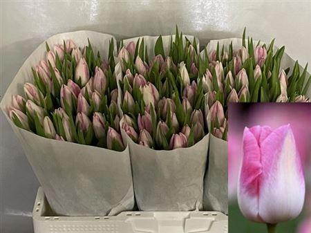 <h4>Tu En First Class</h4>