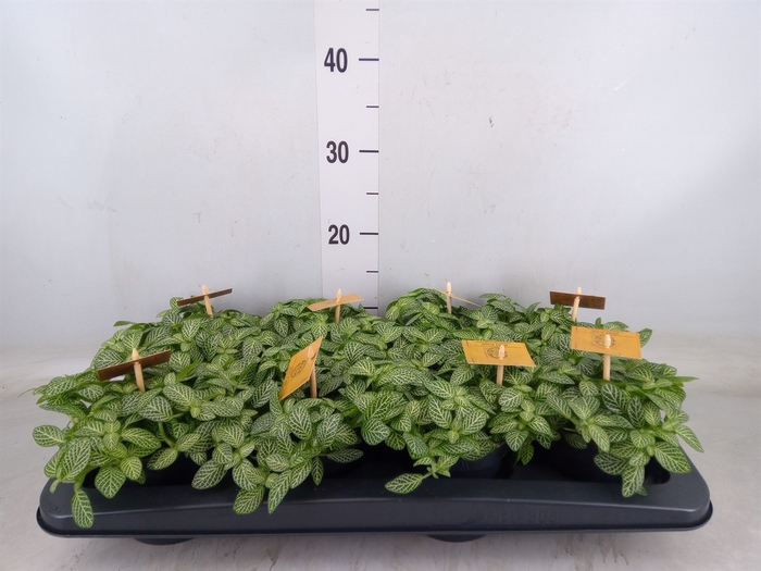 <h4>Fittonia verschaf.</h4>