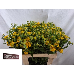 Helenium Sunny Flirt Meer en Drecht