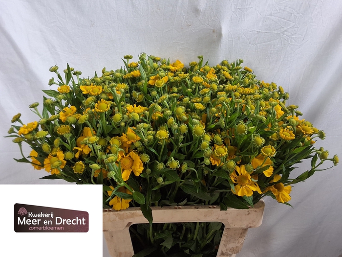 <h4>Helenium Sunny Flirt Meer en Drecht</h4>