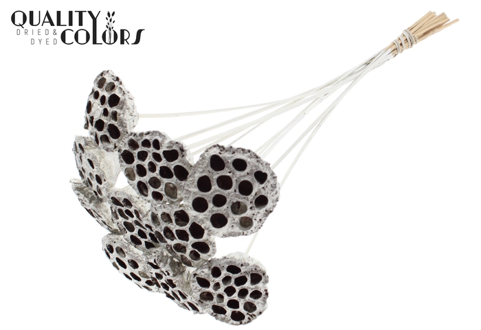 <h4>Lotus 5-7cm on stem Platina</h4>