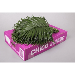 CHICO JUMBO