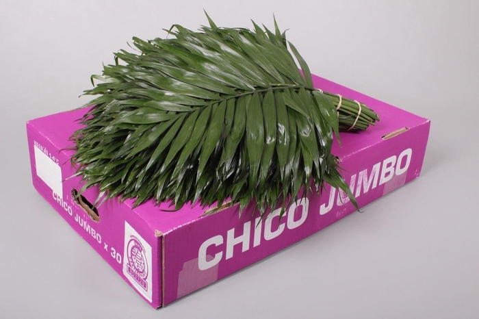 <h4>CHICO JUMBO</h4>