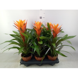 Guzmania  'Variada'