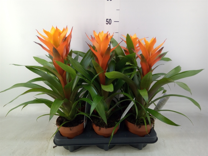 <h4>Guzmania  'Variada'</h4>
