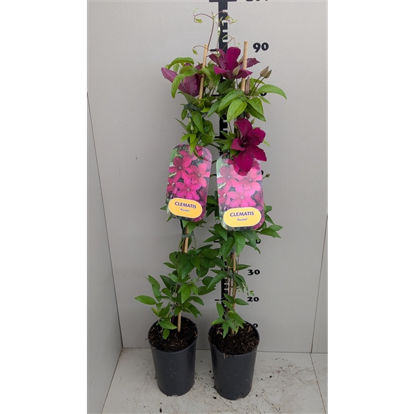 <h4>Clematis 'Ruutel'</h4>