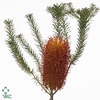 Banksia Collina
