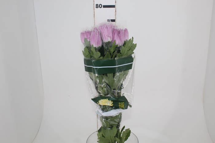 <h4>ANASTASIA CIPRIA 080 CM LILAS</h4>