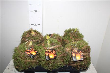 <h4>Arr Hippeastrum</h4>