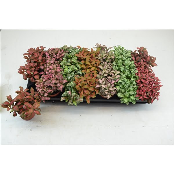 <h4>FITTONIA MIX 7 KLEUREN KLEINBLADIG</h4>