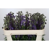 Aconitum Napellus