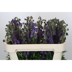 Aconitum Napellus