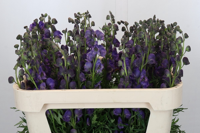 Aconitum Napellus