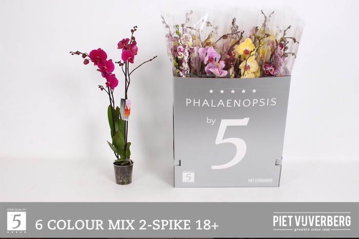 <h4>PHAL GEM 6 KL</h4>