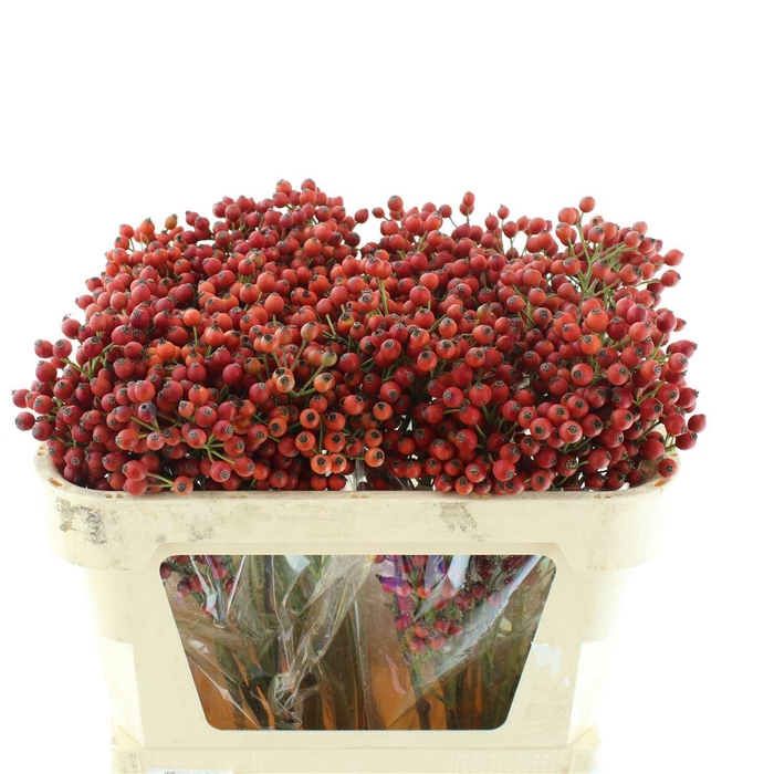 <h4>Rosa Mandarin Hiphop</h4>