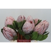 Protea Cynaroides
