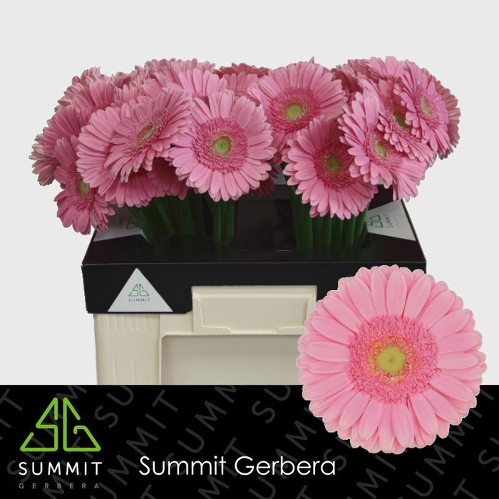 <h4>Gerbera Glossy Water</h4>