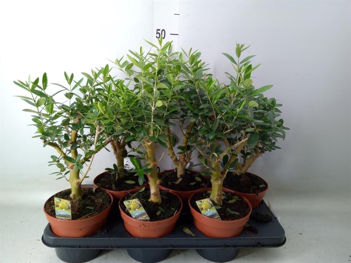 <h4>Olea europaea</h4>