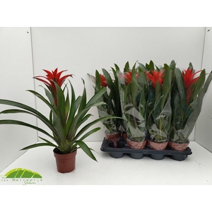 Guzmania Amoretto 13Ø 45cm