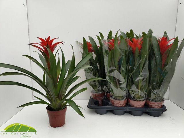 Guzmania Amoretto 13Ø 45cm