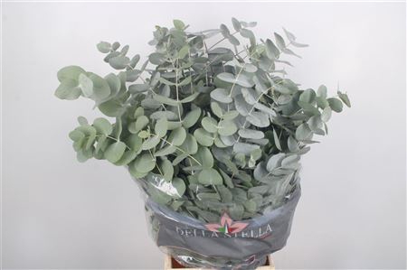 <h4>Euc Cinerea Per Bunch 200 Gram</h4>