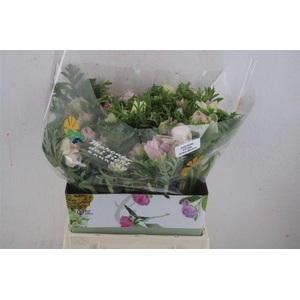 Anem Mistral Edged Pink