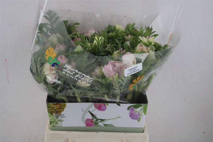 <h4>Anem Mistral Edged Pink</h4>