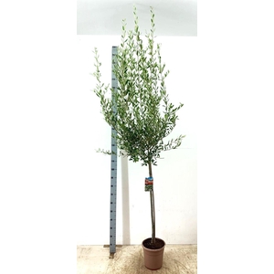 OLEA EUROPAEA