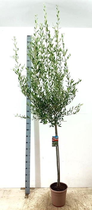 <h4>OLEA EUROPAEA</h4>