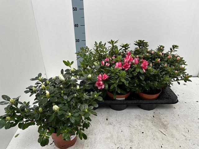 <h4>RHODO SI VOGEL GEM</h4>