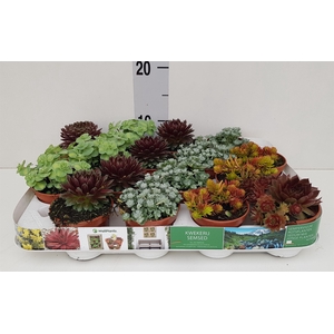 Sedum   ...