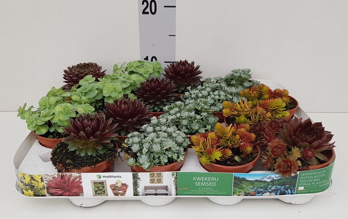 <h4>Sedum   ...</h4>