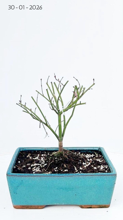 <h4>Acer palmatum Little Princess</h4>