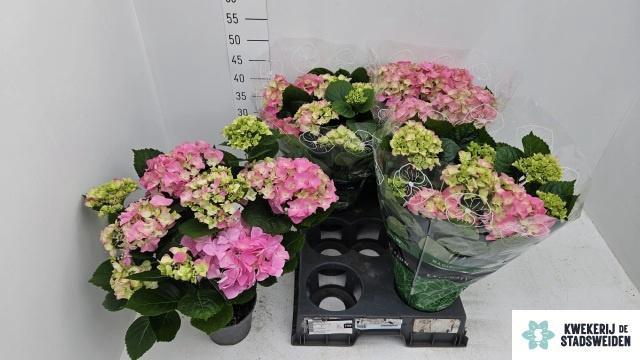 <h4>HYDR M EARLY ROSA</h4>