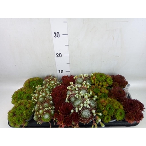 Sempervivum   ...mix