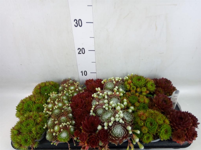 <h4>Sempervivum   ...mix</h4>