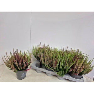 CALLU NOVA GEM 3 KL