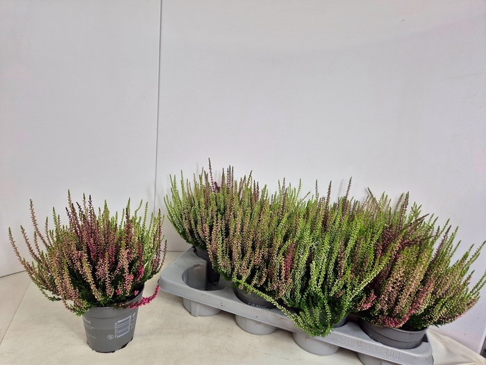 <h4>CALLU NOVA GEM 3 KL</h4>
