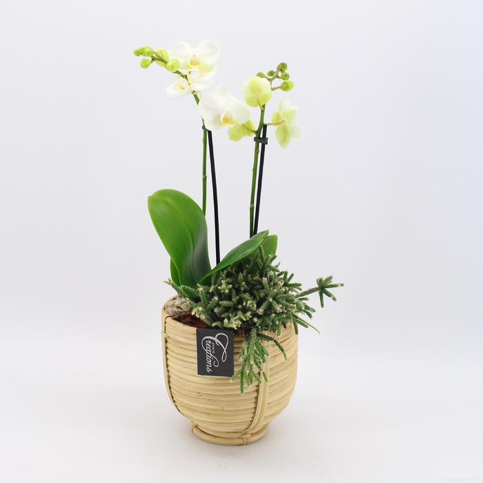 <h4>PHAL-2412 Phalaenopsis creatie</h4>