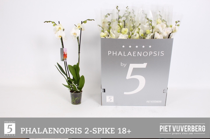 <h4>PHAL OV WIT</h4>