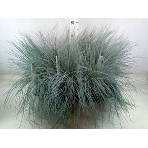 Festuca glauca 'Intens Blue'