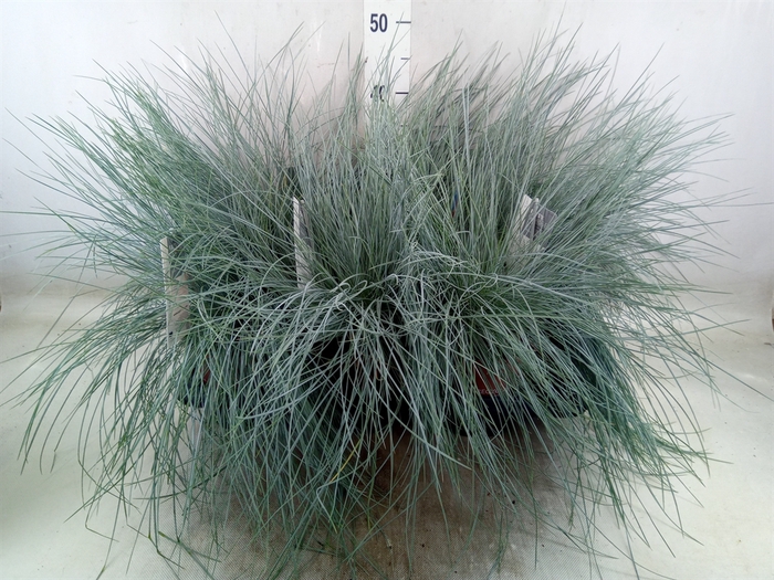 <h4>Festuca glauca 'Intens Blue'</h4>
