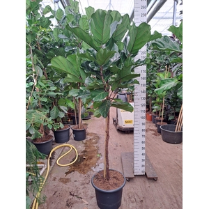 Ficus Lyrata stam 230